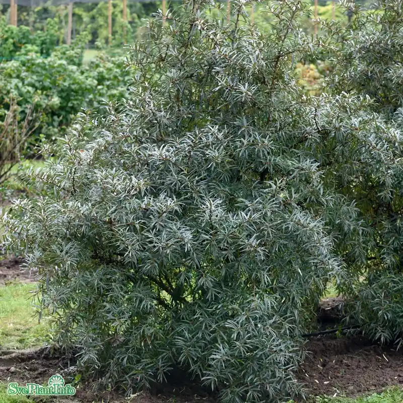 Mycket efterfrågad | Hippophae rhamnoides ‘Svenne‘ E C3,5