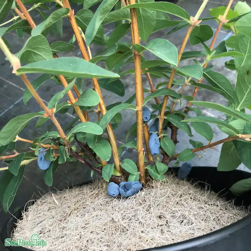 Lonicera caerulea var. kamtschatica ‘Balalaika‘ C3,5 | Endast idag