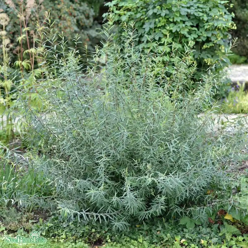 Salix purpurea ‘Nana‘ C3,5 - Ny lansering