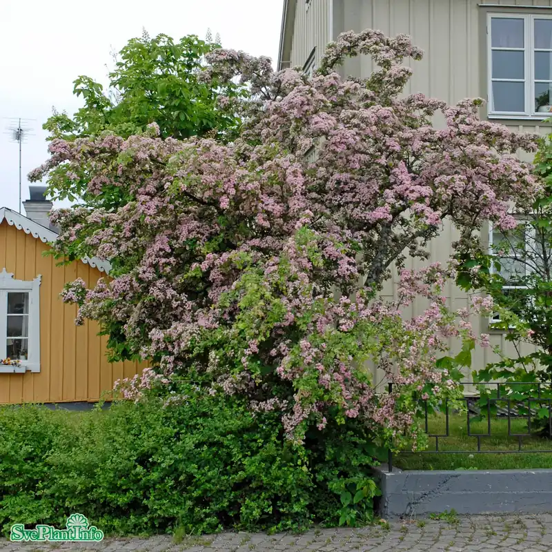Crataegus x mordenensis ‘Toba‘ Stam 90-110cm Co | Prissänkt