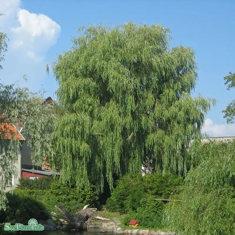 Tryggt köp - Salix x sepulcralis ‘Chrysocoma‘ Ungträd 150-200cm Co