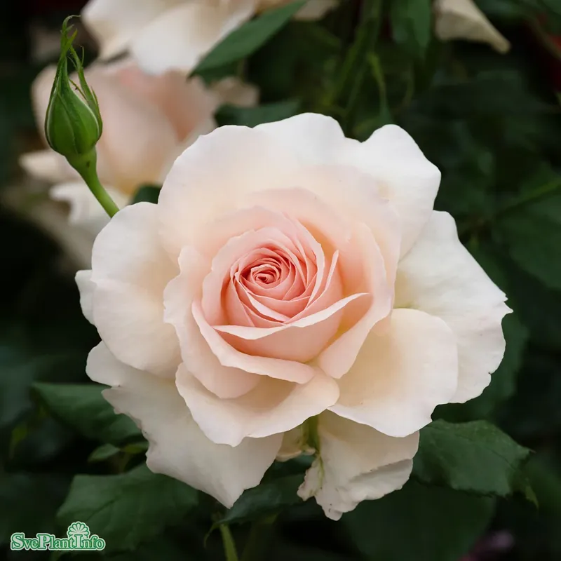 Rea | Rosa ‘Morten Korch‘ A-kval C4