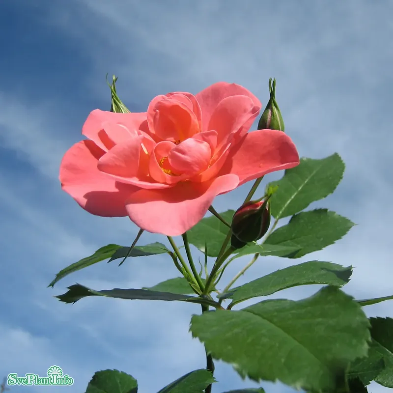 Rosa ‘Solliden‘ A-kval C4 - Passa på