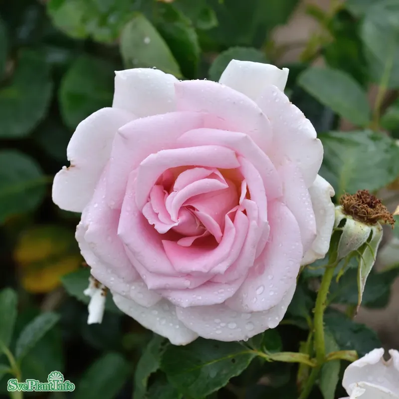 Rosa ‘Chloe Renaissance‘ A-kval C4 - Superpris