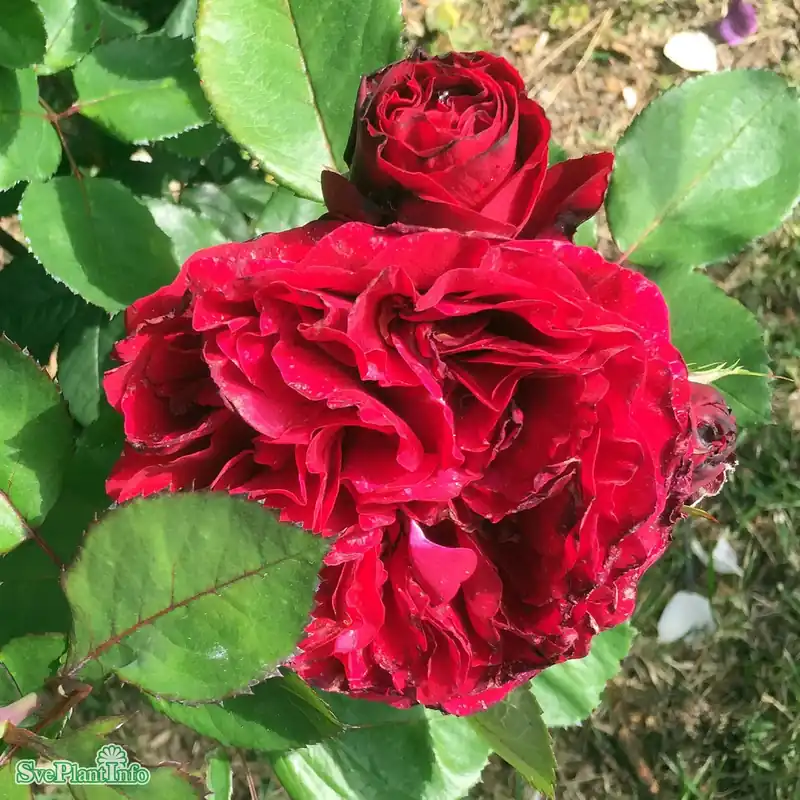 Rosa ‘Nadia Renaissance‘ A-kval C4 | Outlet