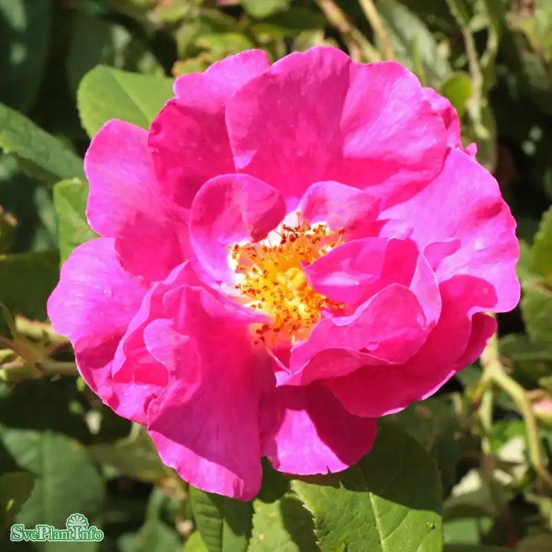 Rosa ‘Officinalis‘ A-kval C4 | Favorit