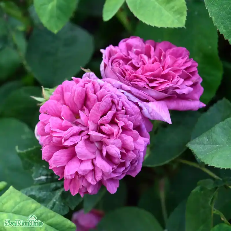 Nästan slut - Rosa ‘Rose de Rescht‘ A-kval C4