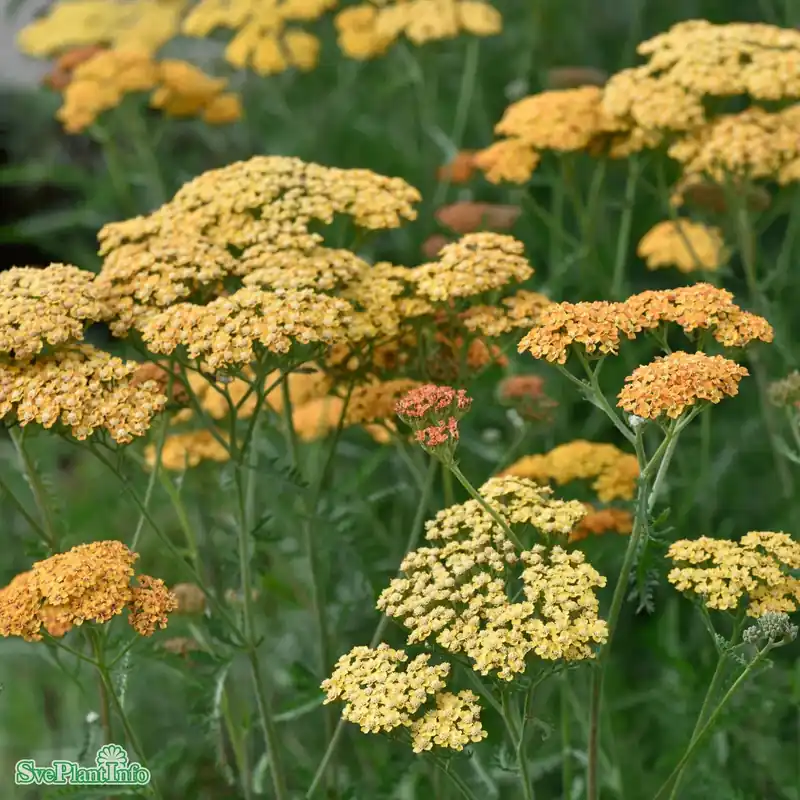 Achillea millefolium ‘Terracotta‘ A-kval - Nyhet i webbutiken