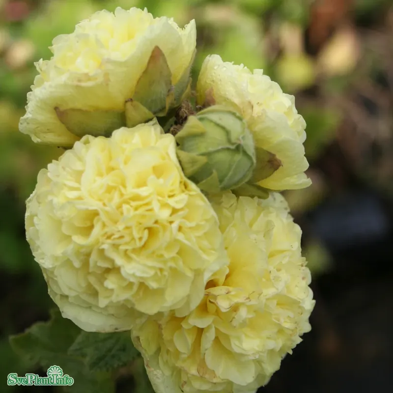 Handla online | Alcea rosea ‘Pleniflora Gul‘ A-kval