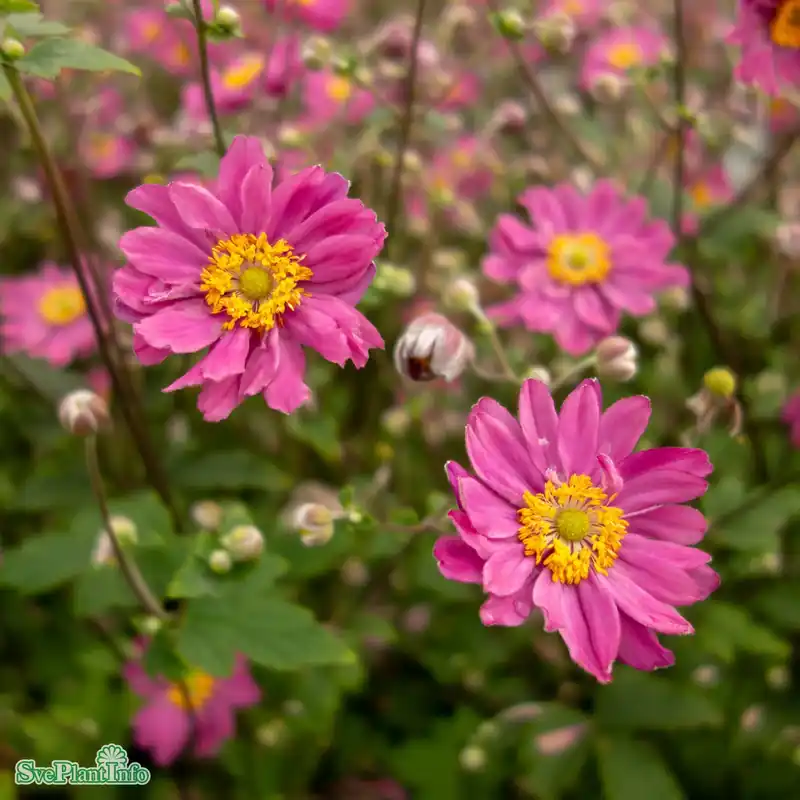 Nytt i sortimentet | Anemone hupehensis var. japonica ‘Pamina‘ A-kval