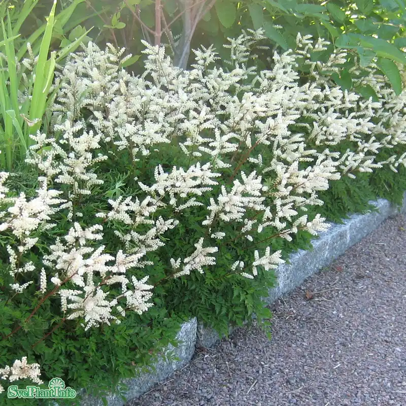 Ny lansering | Aruncus aethusifolius A-kval