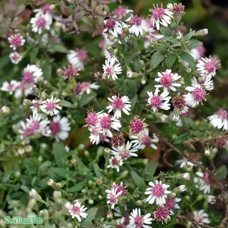 Finns att beställa - Symphyotrichum lateriflorum ‘Horizontale‘ A-kval