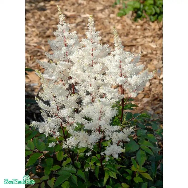 Favorit | Astilbe arendsii ‘Rock And Roll‘ A-kval