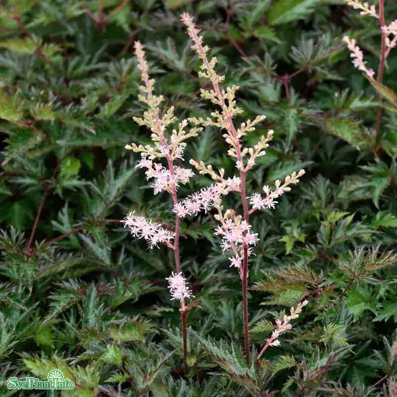 Astilbe simplicifolia ‘Sprite‘ A-kval - Outlet