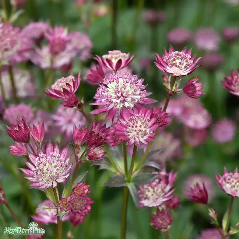 Astrantia major ‘Star Of Love‘ A-kval - Bra pris