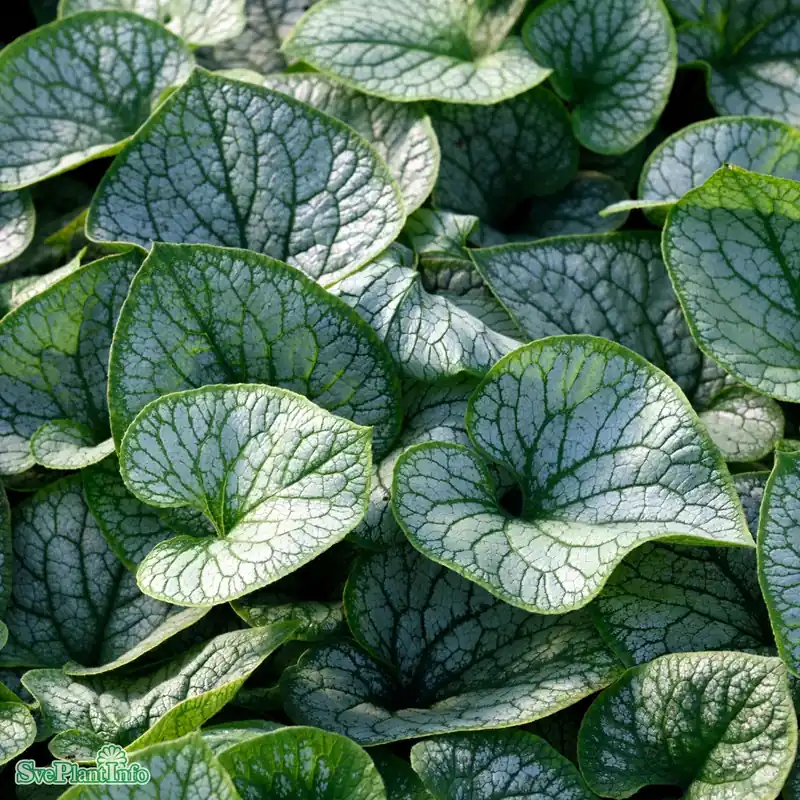 Brunnera macrophylla ‘Jack Frost‘ A-kval | Nyhet i webbutiken