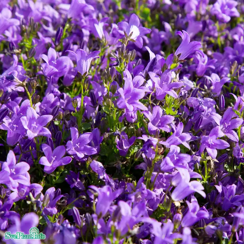Campanula portenschlagiana ‘Catharina‘ A-kval - Favorit