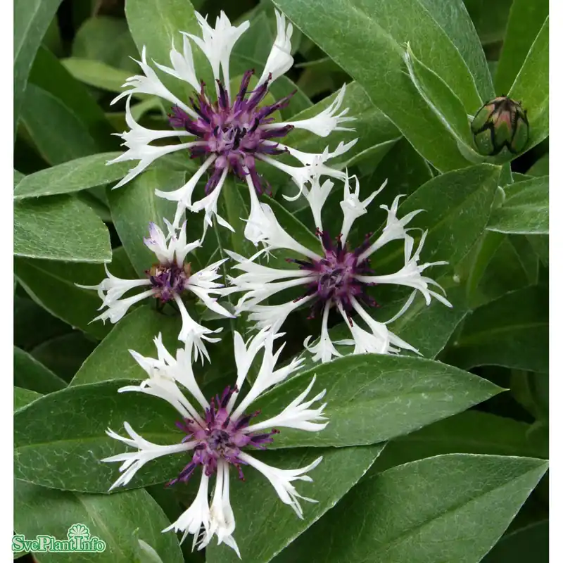 Centaurea montana ‘Amethyst In Snow‘ A-kval - Kan beställas online