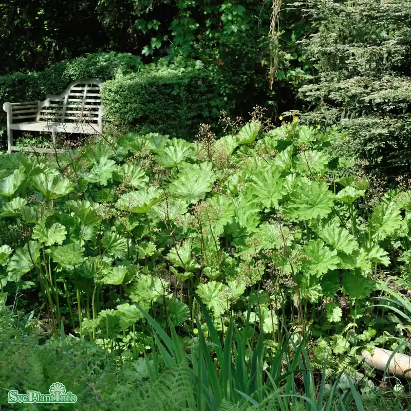 Darmera peltata A-kval | Precis inkommet