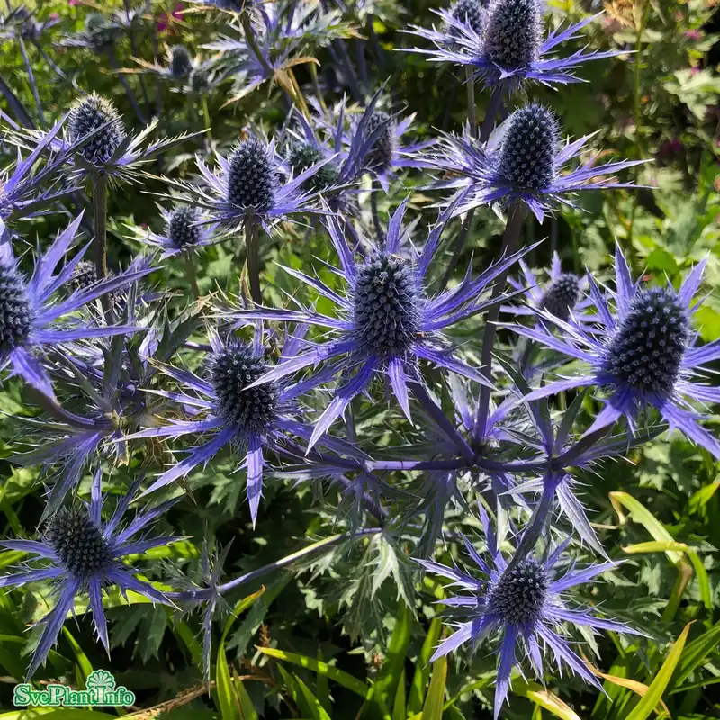 Eryngium zabelii ‘Big Blue‘ A-kval | Bästsäljare