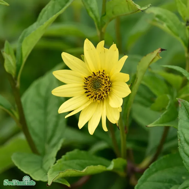 Helianthus ‘Lemon Queen‘ A-kval | Ta chansen