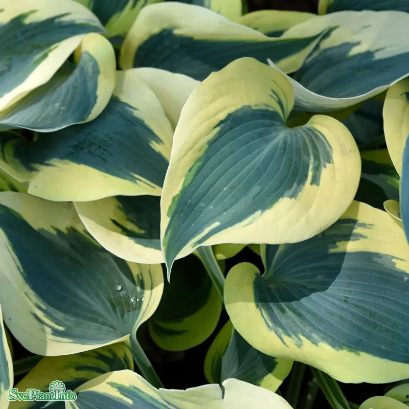 Hosta ‘Autumn Frost‘ A-kval - Rekommenderas