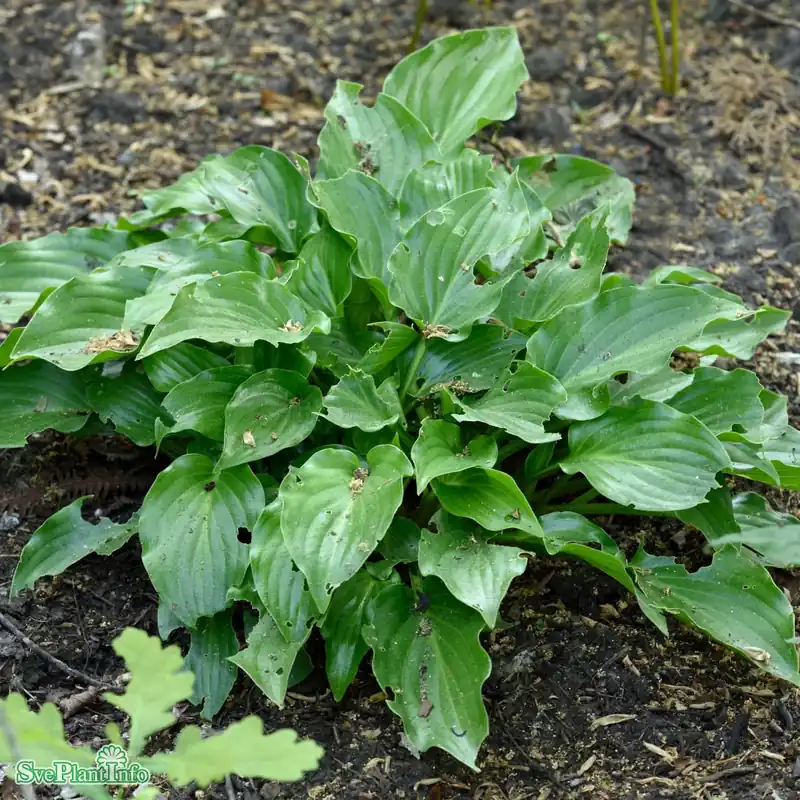 Nyhet hos oss - Hosta ‘Invincible‘ A-kval