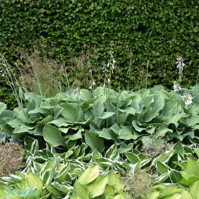 Rabatter | Hosta ‘Krossa Regal‘ A-kval
