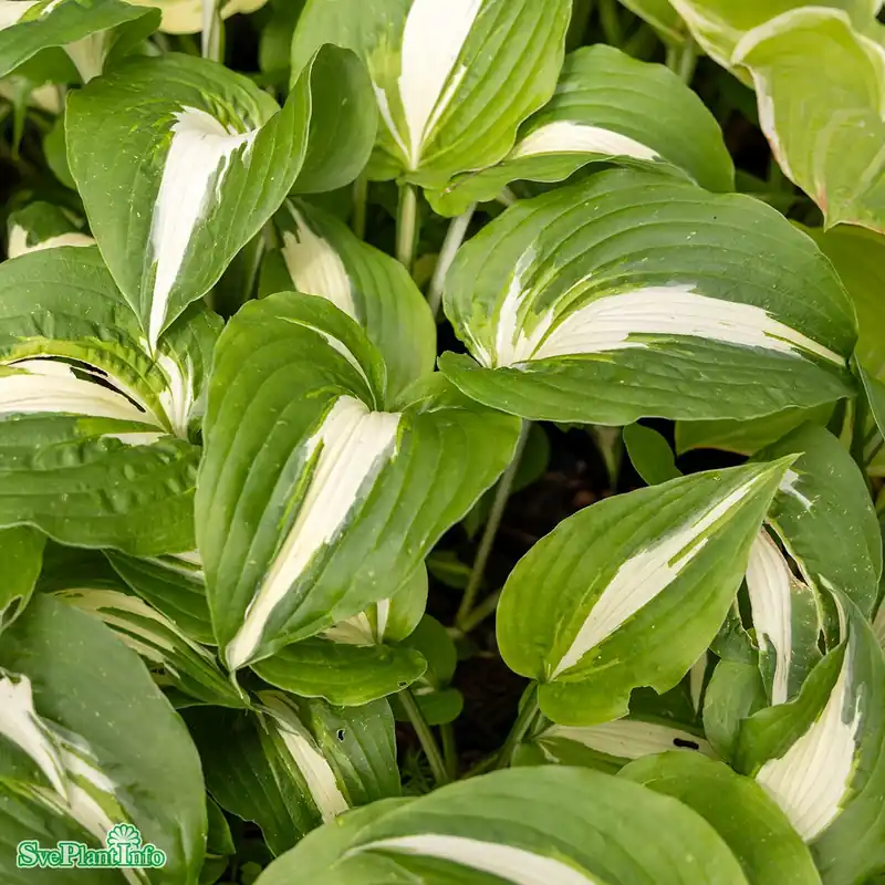Beställ idag | Hosta ‘Night Before Christmas‘ A-kval