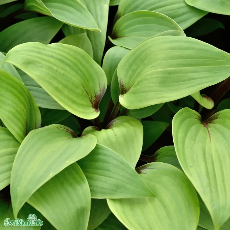 Hosta ‘Purple Heart‘ A-kval | Köp online
