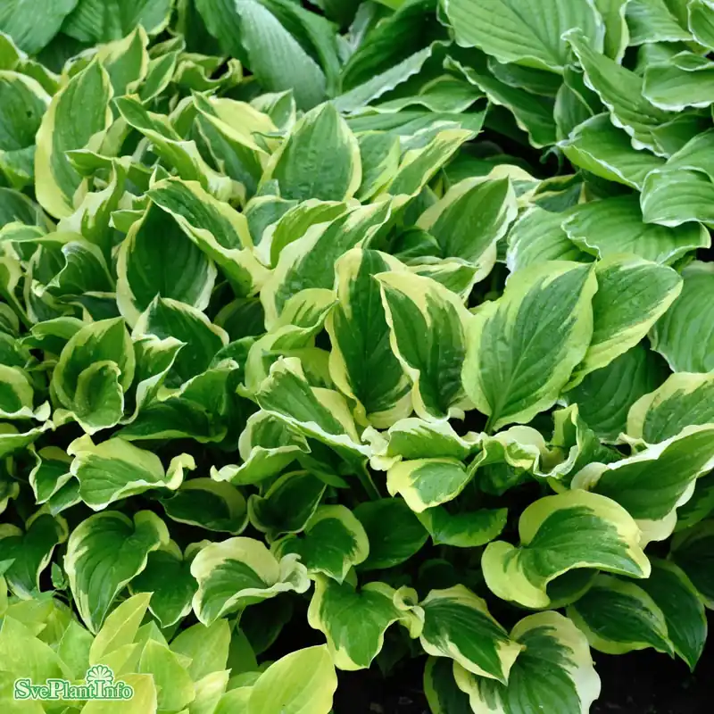 Hosta ‘So Sweet‘ A-kval - Nyligen tillagt
