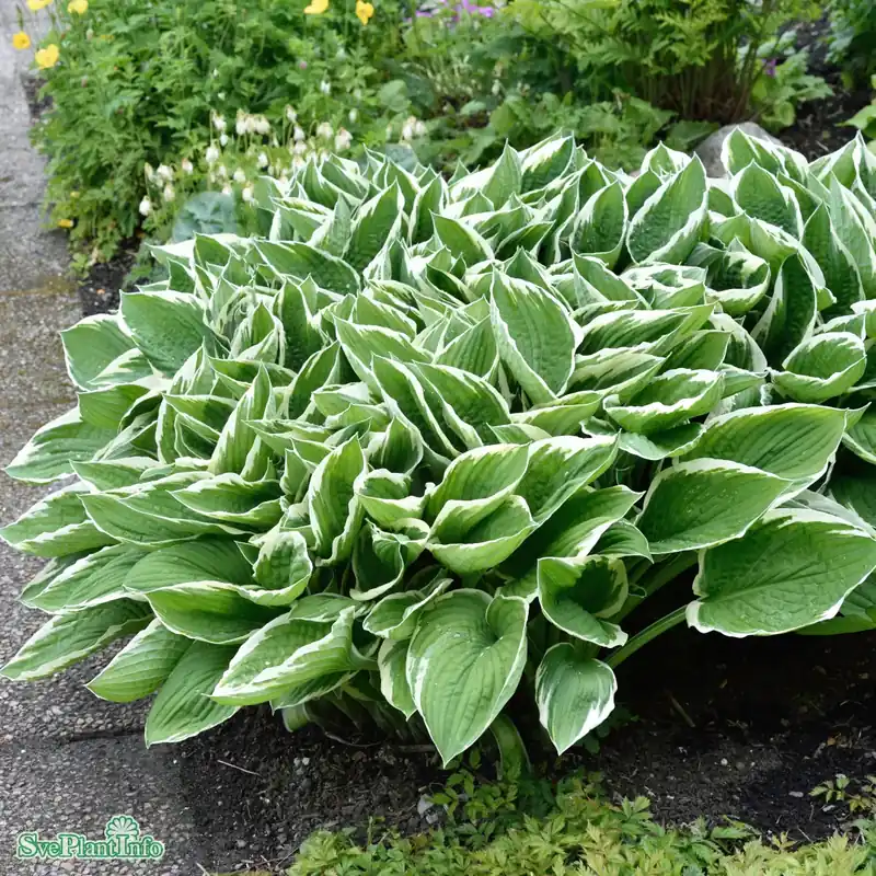 Hög kvalitet - Hosta (Fortunei-Gruppen) ‘Francee‘ A-kval