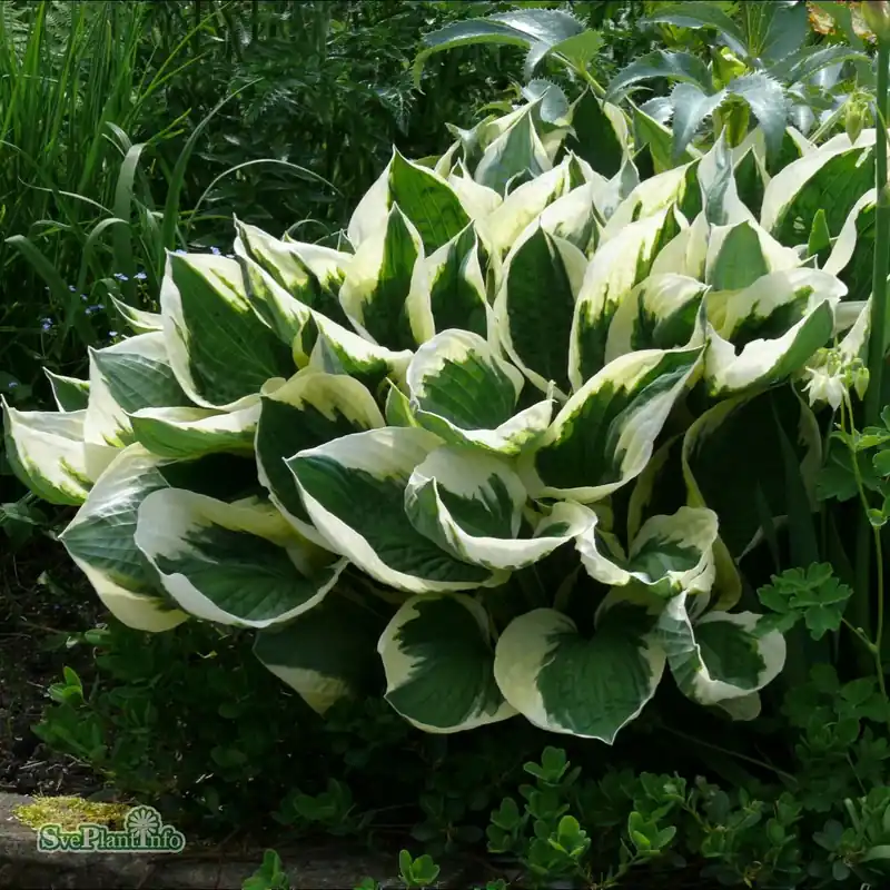 Hosta (Fortunei-Gruppen) ‘Patriot‘ A-kval | Försäljningssuccé