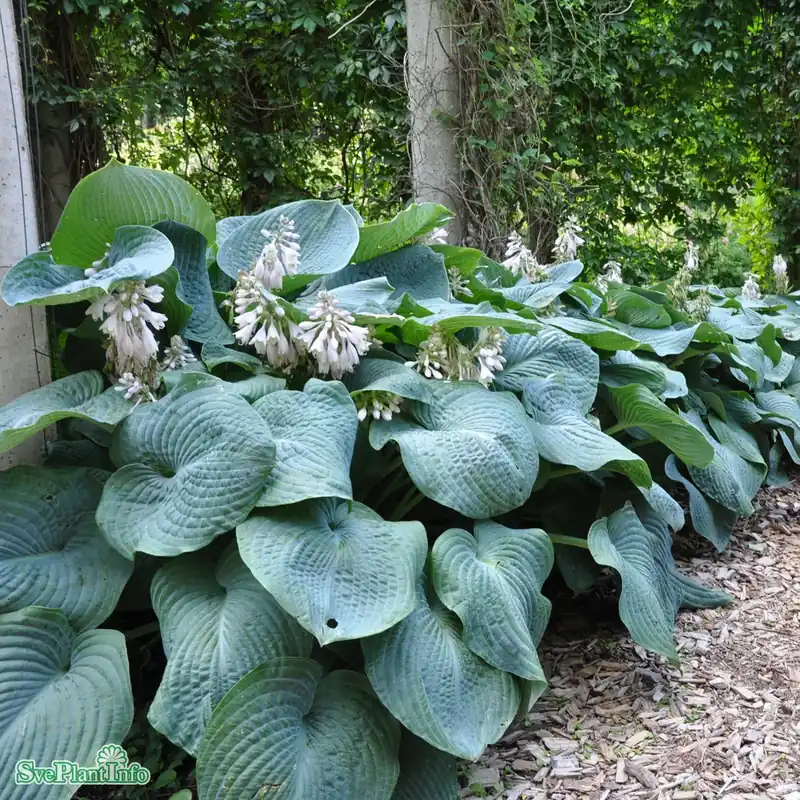 Hosta sieboldiana ‘Elegans‘ A-kval - Mycket uppskattad