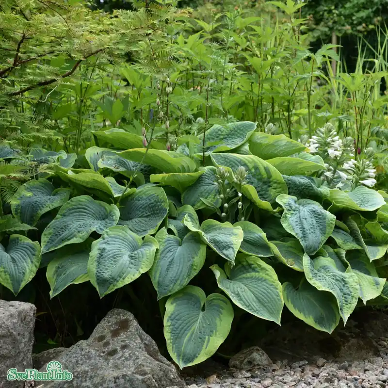 Bra pris just nu - Hosta sieboldiana ‘Frances Williams‘ A-kval