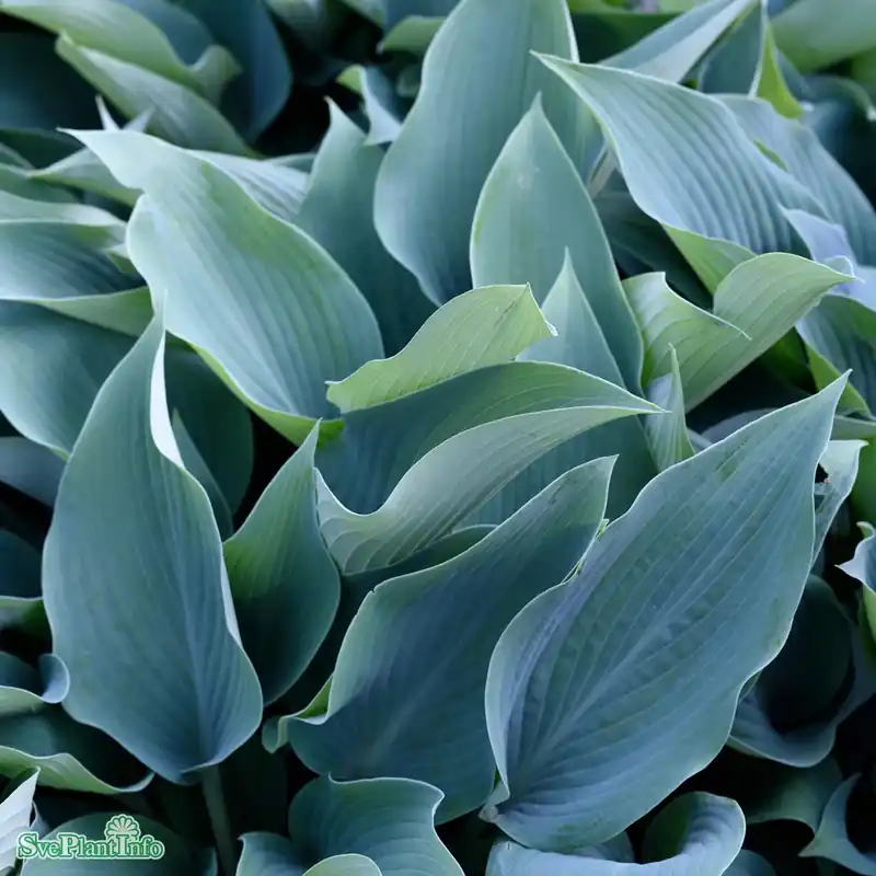 I lager | Hosta (Tardiana-Gruppen) ‘Halcyon‘ A-kval