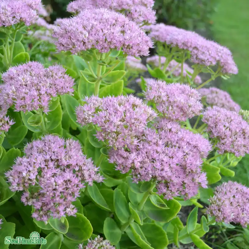 Hylotelephium spectabile ‘Granlunda‘ A-kval - Premium