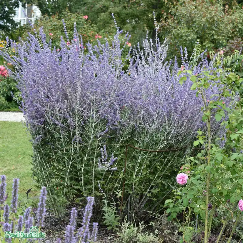 Salvia (Perovskia-Gruppen) ‘Blue Spire‘ A-kval | Nyinkommet