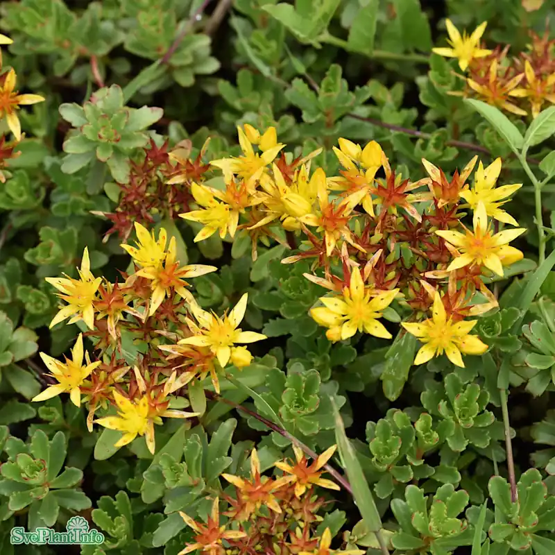 Phedimus floriferus ‘Weihenstephaner Gold‘ A-kval | Rekommenderas