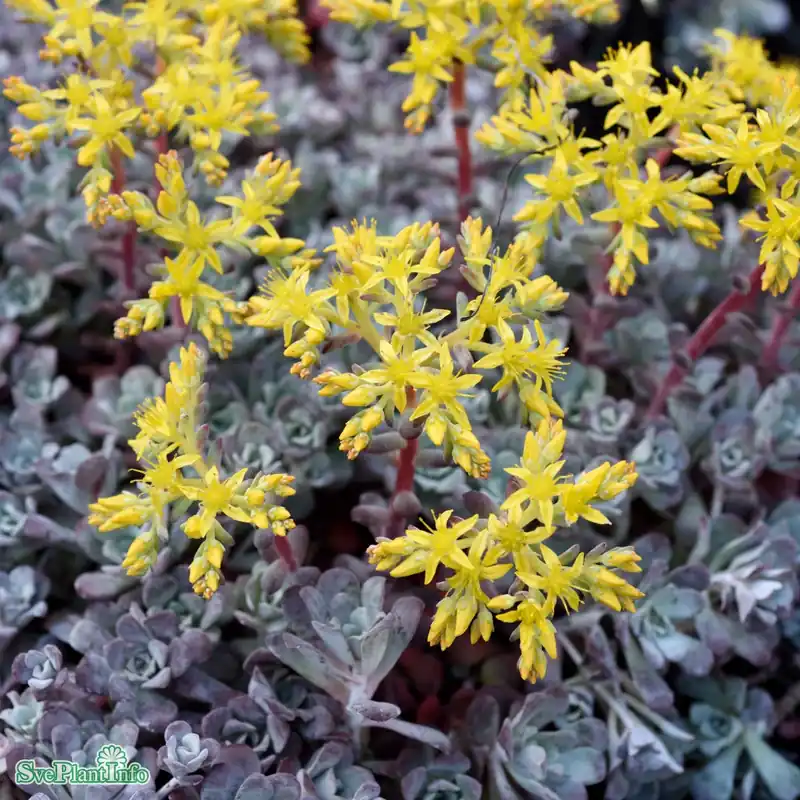 Nedsatt pris | Sedum spathulifolium ‘Purpureum‘ A-kval