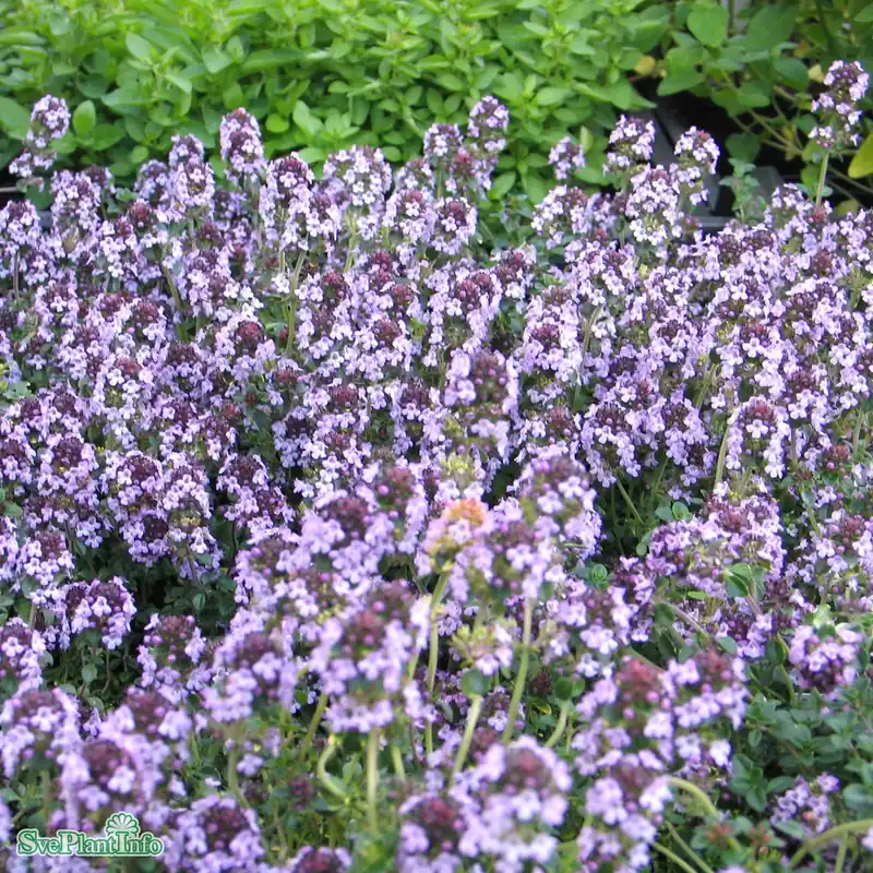 Thymus citriodorus ‘Doone Valley‘ A-kval - Lägg i varukorg