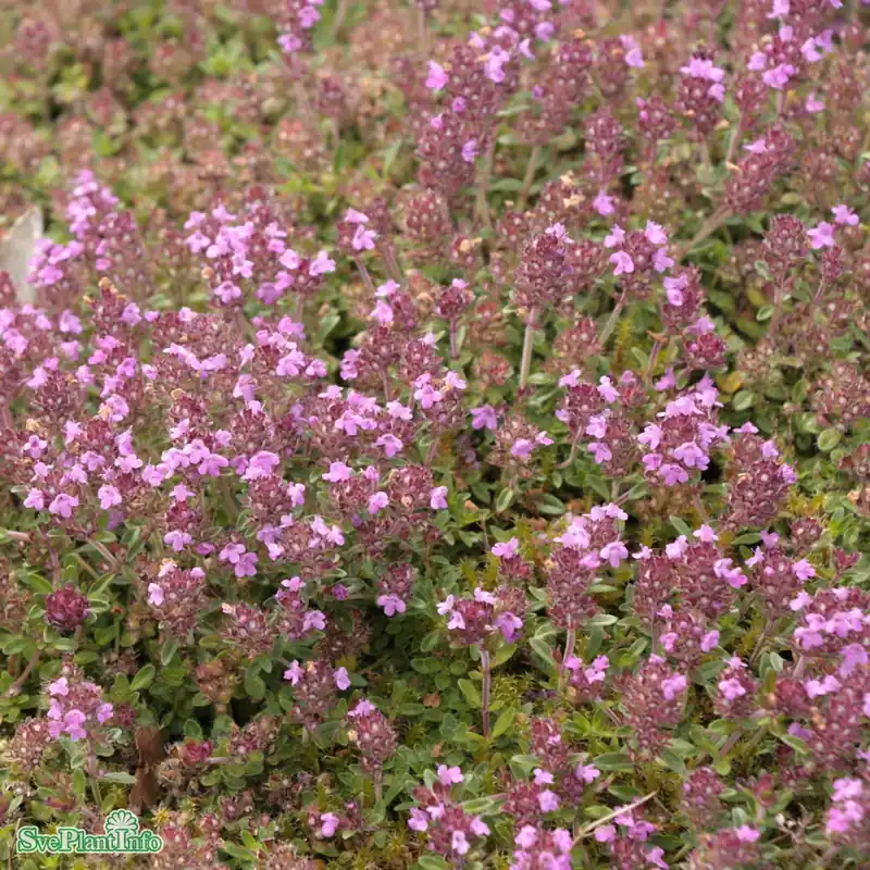 Handla säkert | Thymus pseudolanuginosus A-kval