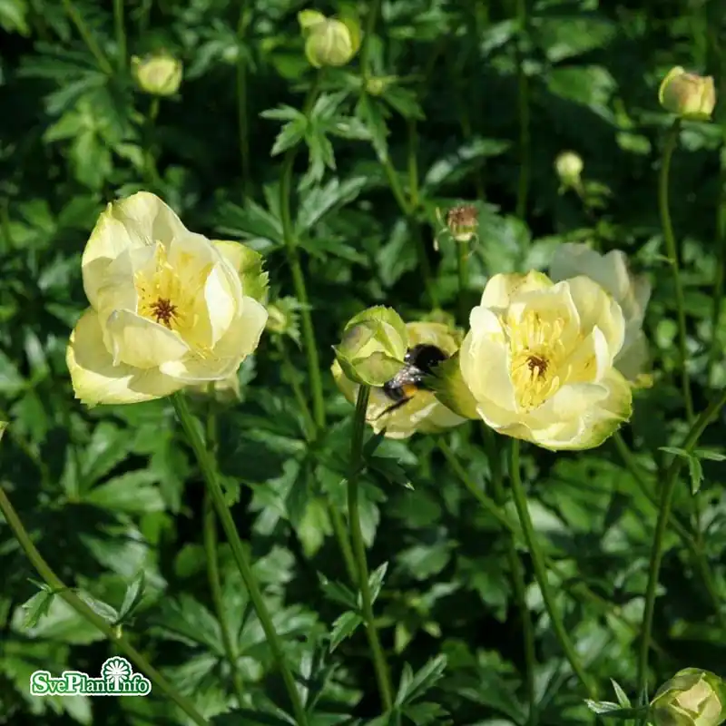 Säker betalning | Trollius ‘Cheddar‘ A-kval