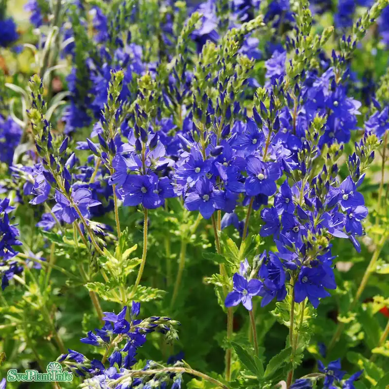 Veronica austriaca ‘Knallblau‘ A-kval - Toppkvalitet