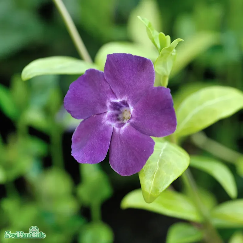 Vinca minor ‘Atropurpurea‘ A-kval | Nästan slut