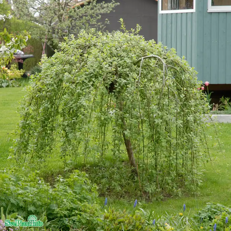 Salix caprea ‘Kilmarnock‘ Stam C15 180cm 2 år | Rabatter