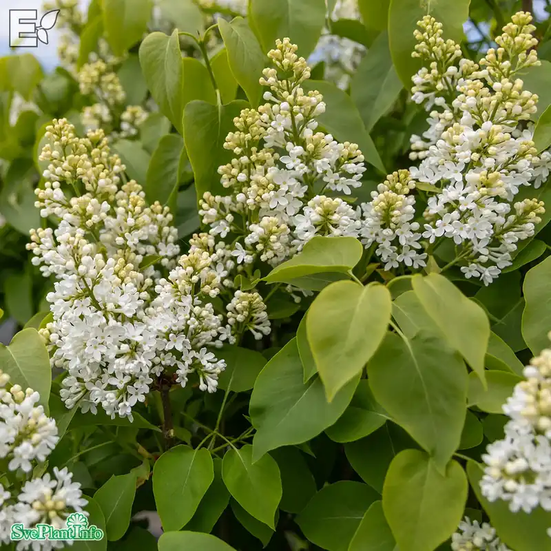 Premiumkvalitet | Syringa vulgaris f. alba fk ‘Veberöd‘ E C5
