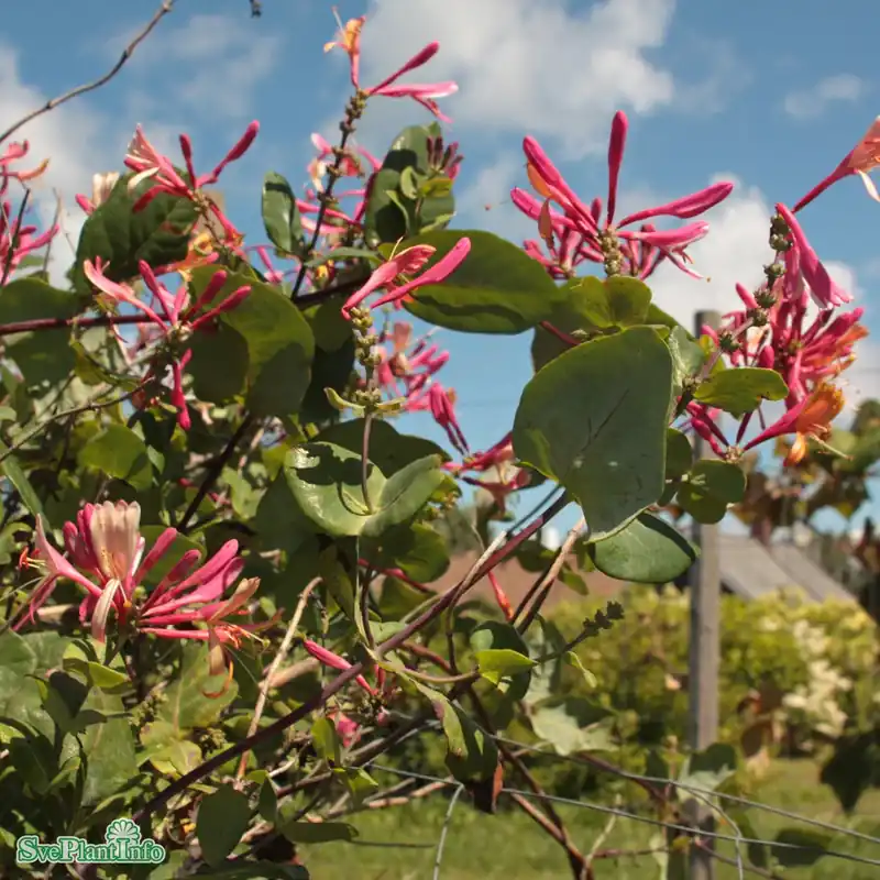 Nästan slut - Lonicera heckrottii ‘Goldflame‘ C2 40-60cm
