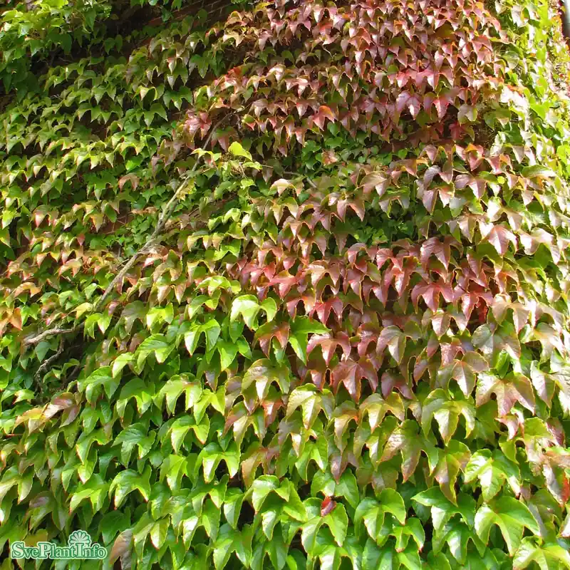 Parthenocissus tricuspidata ‘Veitchii‘ C2 - Precis inkommet