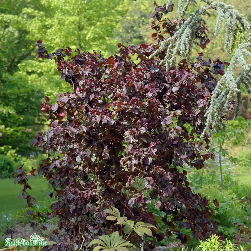 Efterfrågad | Corylus avellana ‘Red Majestic‘ Solitär 150-175cm